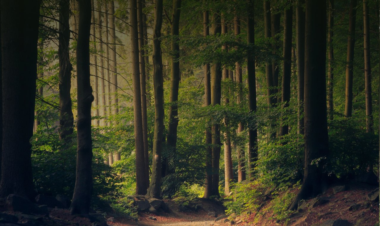 🍀 Lente nieuwsbrief van Healing Grounds